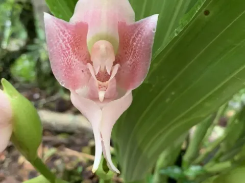 Anguloa