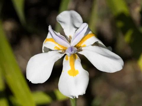 Dietes
