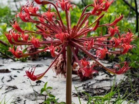 Brunsvigia