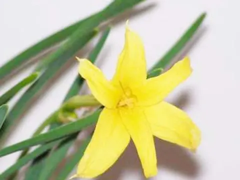 Chlidanthus