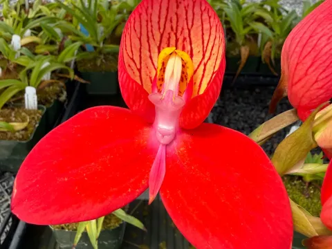 Disa