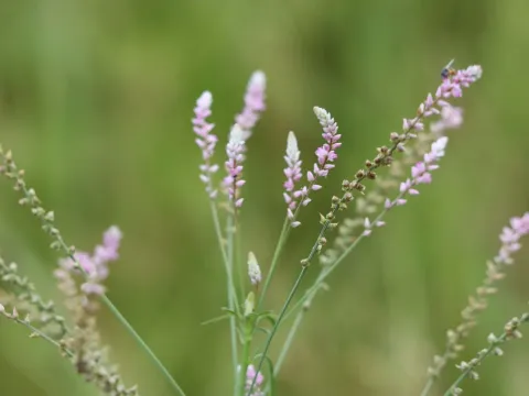 Digera