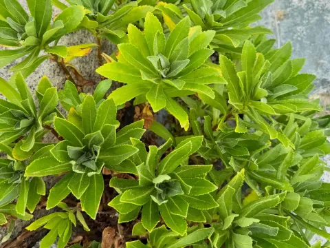 Nipponanthemum