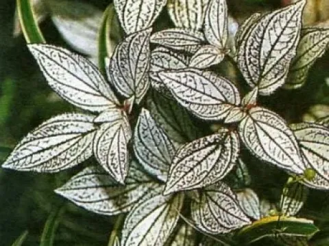 Sonerila margaritacea