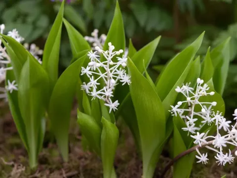 Speirantha