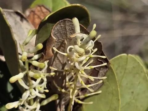 Roupala