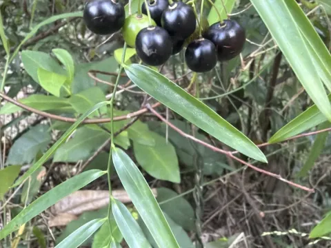 Geitonoplesium