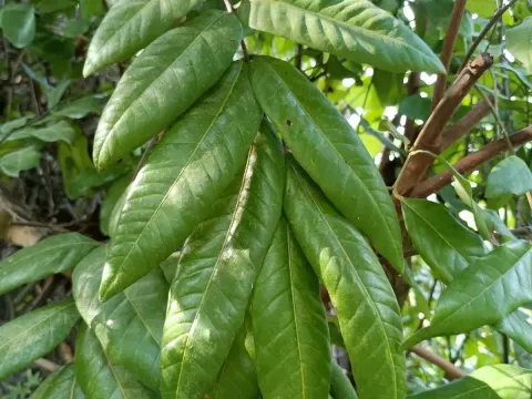 Longan