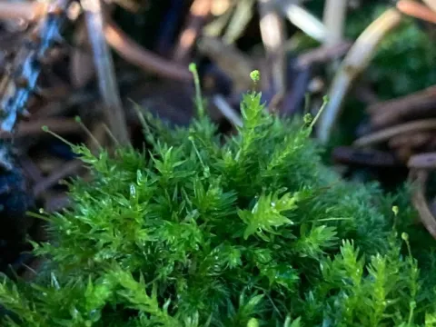 Aulacomnium