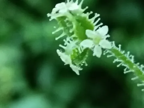 Друза