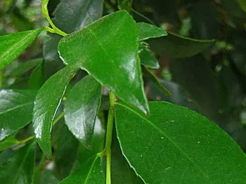 Visnea mocanera