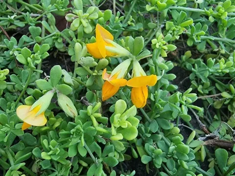 Lotus glaucus