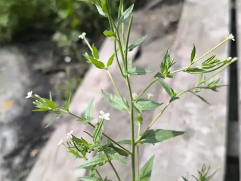 Epilobium pseudorubescens