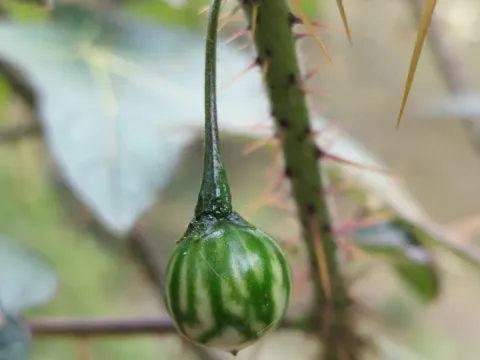 Maple-leaf nightshade