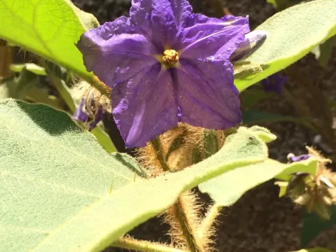 Solanum crinitum