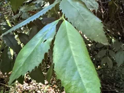 Laureliopsis