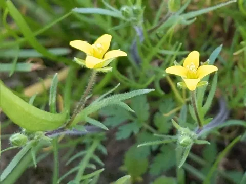 Tropidocarpum