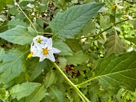 Forked nightshade