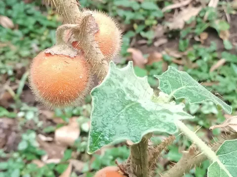 Solanum candidum
