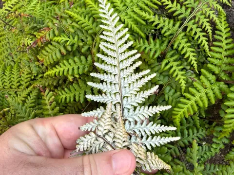 Trismeria