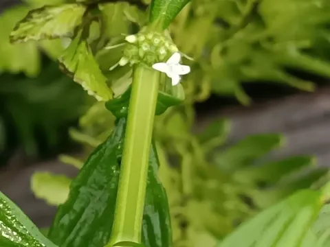 Spermacoce ocymifolia