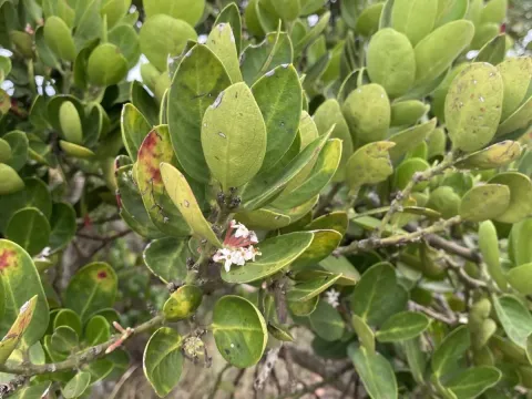Acokanthera