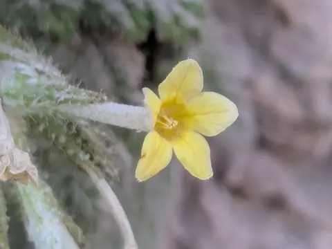 Dionysia