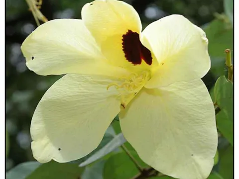 Bauhinia binata