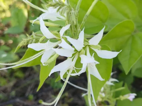 Bauhinia divaricata