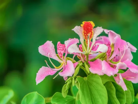 Bauhinia monandra