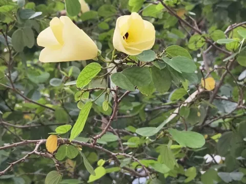 Yellow bell bauhinia