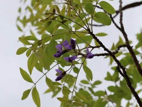 Bolusanthus