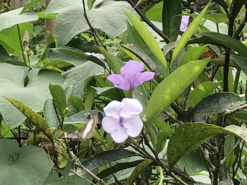 Brunfelsia grandiflora