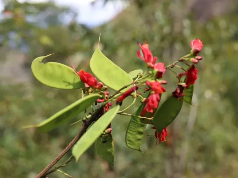 Caesalpinia cassioides