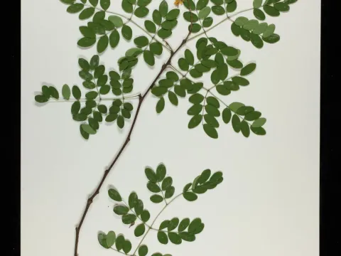 Caesalpinia granadillo