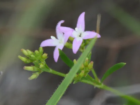 Stenaria