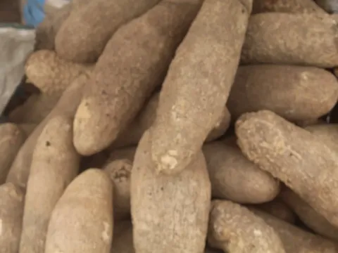 Діоскорея округла