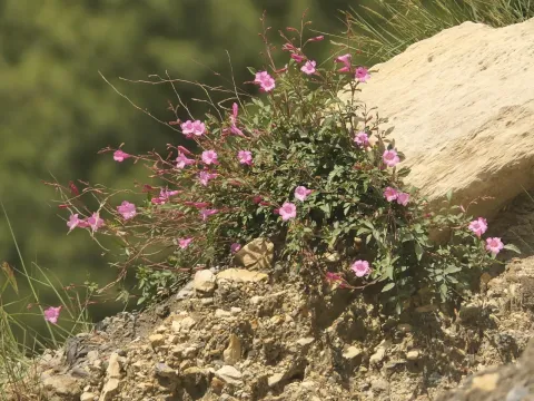 Incarvillea diffusa