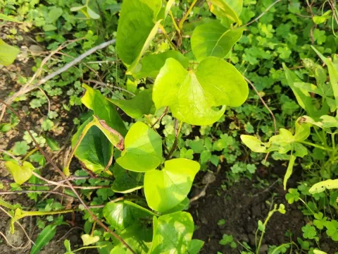 Dioscorea fasciculata