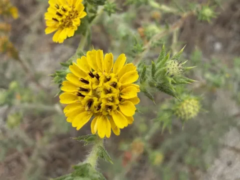 Centromadia
