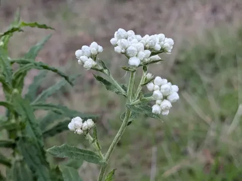 Pseudognaphalium