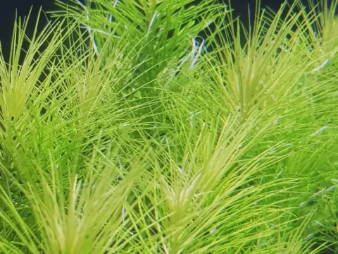 Pogostemon erectus