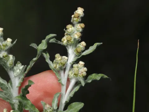 Gnaphalium polycaulon