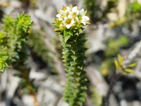 Diosma