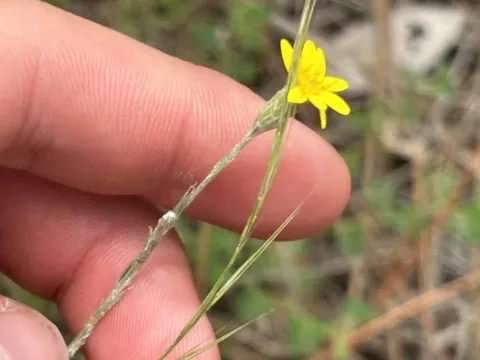 Pityopsis