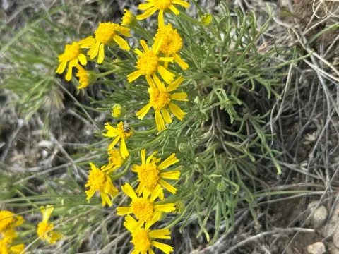 Colorado rubberweed
