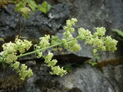 Pomeranian bedstraw
