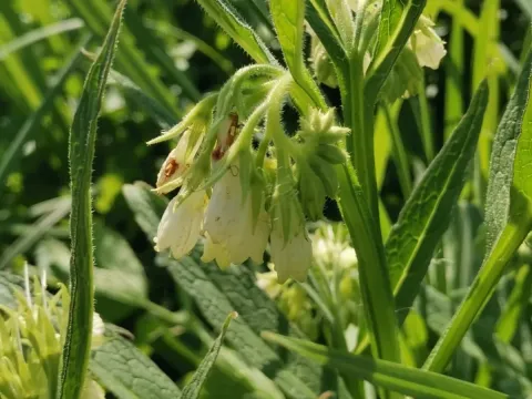 Bohemian comfrey