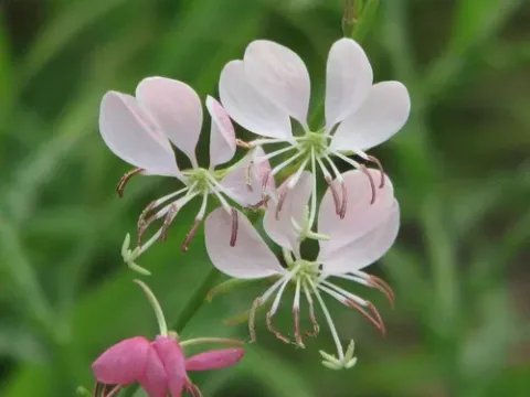 Evening primrose