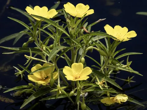 Ludwigia hexapetala